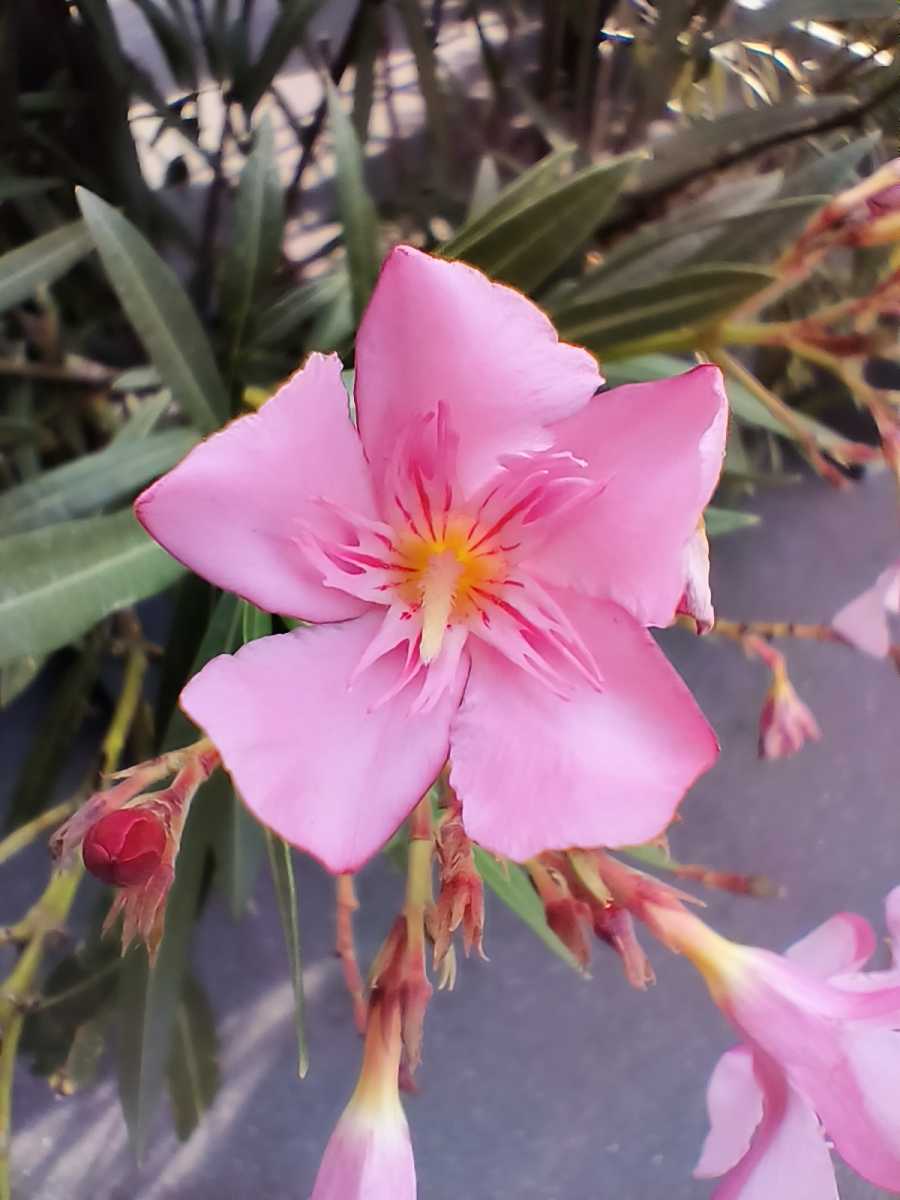 Close up photo of pink flower